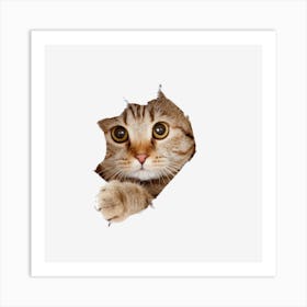 Cat Peeking Out Of Hole Art Print