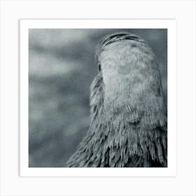 Pigeon Head Art Print