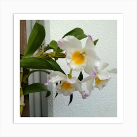 Orchids 27 Art Print