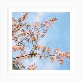 Cherry Blossoms On A Tree Art Print