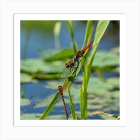 Dragonflies Art Print