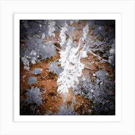 Snowy flower Art Print