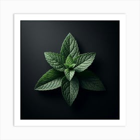 Mint Leaf On Black Background Art Print