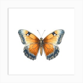 Butterfly 19 Art Print