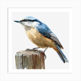 Blue Nuthatch 1 Art Print