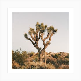 Joshua Tree Scenery Art Print