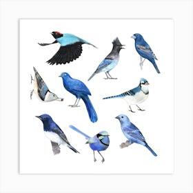 Blue Birds Square Art Print