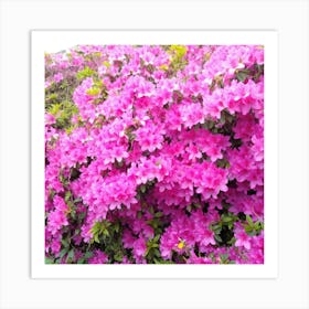 Azaleas 8 Art Print