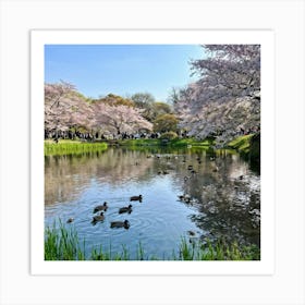 In A Tranquil Japanese Park Nestled Among Cherry Blossoms A Congregation Of Wild Anas Platyrhynchos Art Print