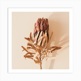 Dried Protea Flower Square Art Print