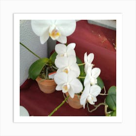 Orchids 15 Art Print