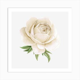 White Peony flower Art Print