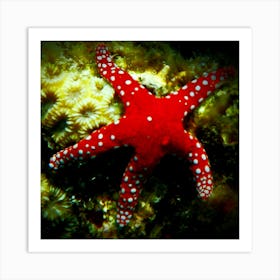 Red Starfish Art Print