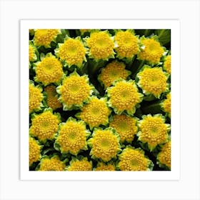 Yellow Daisy 1 Art Print