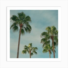 Summer Time With Green Palms And Blue Skies  Colour Travel Photography Square Art Print