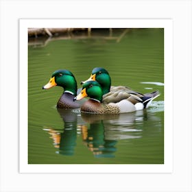 Trio De Patos Cabeza Verde Art Print