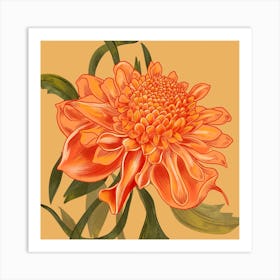 Waratah Orange Detailed Flower Square Art Print