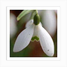 Snowdrop Flower Art Print