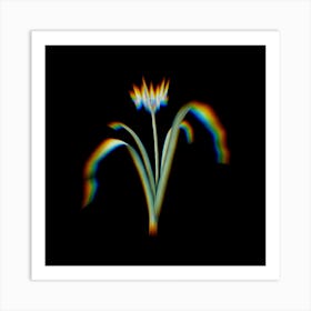 Prism Shift Small Flowered Pancratium Botanical Illustration on Black n.0332 Art Print