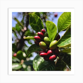 Coffee Berries On A Tree Art Print