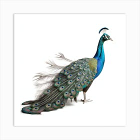 Peacock Art Print