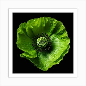 Green Poppy Flower Art Print