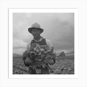 Untitled Photo, Possibly Related To San Benito County, California, Japanese American Who Is Working In Lettuce Art Print