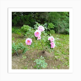 Peony Tree In Japan Art Print