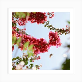 Bougainvillea Art Print