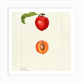 Apricot Art Print