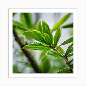 Raindrops On A Leaf Art Print