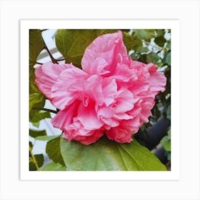 Pink Hibiscus 1 Art Print