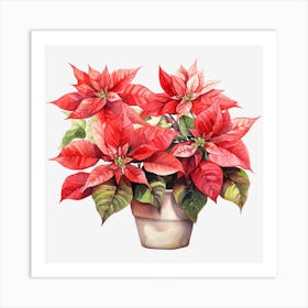 Poinsettia 12 Art Print