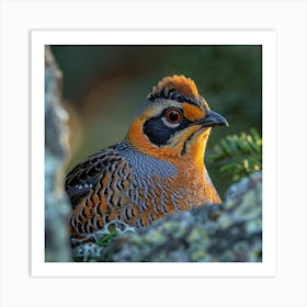 Pheasant 4 Art Print