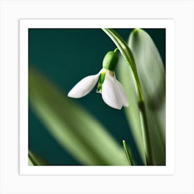 Snowdrop Flower Art Print