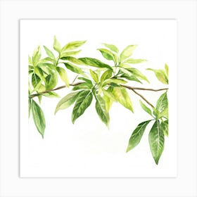 Green Leaves On A Branch 1 Art Print