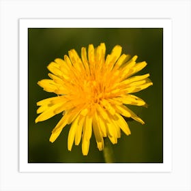 Dandelion  Botanical Photography Art Print