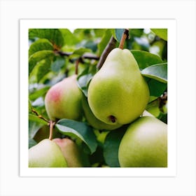 Pears On A Tree 1 Art Print