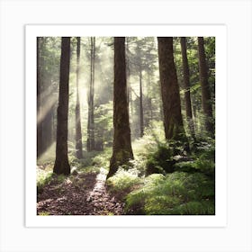 Sunbeams In The Forest Art Print