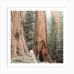 Redwood Trees Square Art Print
