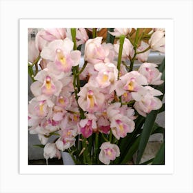 Pink Orchids 12 Art Print