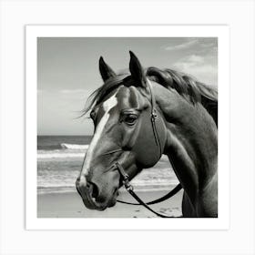 Black And White Horse On The Beach 1 Art Print