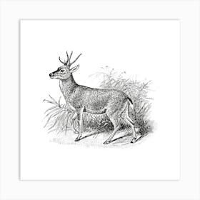 Deer.5 Art Print