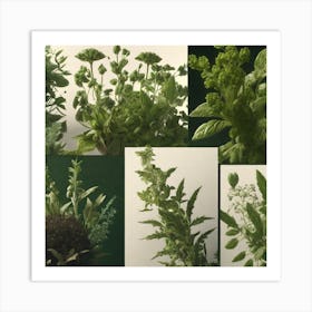 Collection Of Herbs 4 Art Print