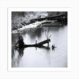 Bird Mission Creek Art Print