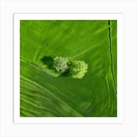 Plant Texture Green Nature Field Summer Crop Natural Environment Spring Grass Turf Folia (3) Art Print