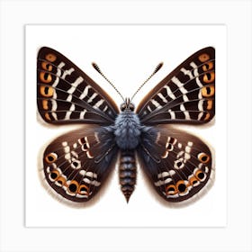 Butterfly of Scolitantides bavius Art Print