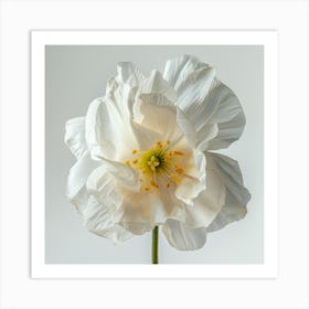 White Poppy 1 Art Print