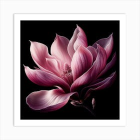Pink Magnolia Flower on Black Background Art Print