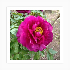 Peony 14 Art Print